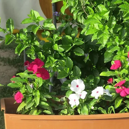 Mandarin Beach 호텔 *